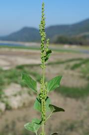 Fotografia da espécie Chenopodium urbicum