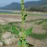 Fotografia 12 da espécie Chenopodium urbicum do Jardim Botânico UTAD