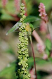 Fotografia da espécie Chenopodium urbicum