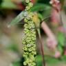 Fotografia 13 da espécie Chenopodium urbicum do Jardim Botânico UTAD