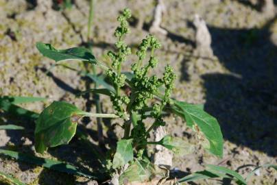 Fotografia da espécie Chenopodium urbicum