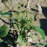 Fotografia 14 da espécie Chenopodium urbicum do Jardim Botânico UTAD