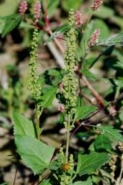 Fotografia da espécie Chenopodium urbicum