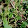 Fotografia 15 da espécie Chenopodium urbicum do Jardim Botânico UTAD