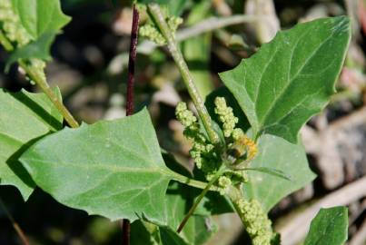 Fotografia da espécie Chenopodium urbicum