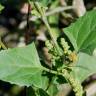 Fotografia 16 da espécie Chenopodium urbicum do Jardim Botânico UTAD