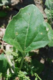 Fotografia da espécie Chenopodium urbicum