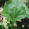 Fotografia 17 da espécie Chenopodium urbicum do Jardim Botânico UTAD