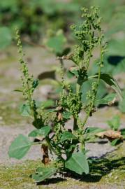 Fotografia da espécie Chenopodium urbicum