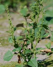 Fotografia da espécie Chenopodium urbicum