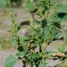 Fotografia 1 da espécie Chenopodium urbicum do Jardim Botânico UTAD