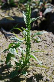 Fotografia da espécie Chenopodium urbicum