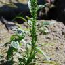 Fotografia 19 da espécie Chenopodium urbicum do Jardim Botânico UTAD