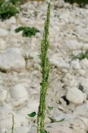 Fotografia da espécie Chenopodium urbicum