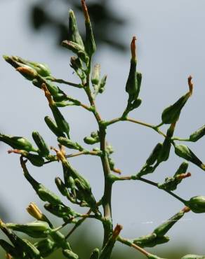 Fotografia 5 da espécie Lactuca virosa no Jardim Botânico UTAD