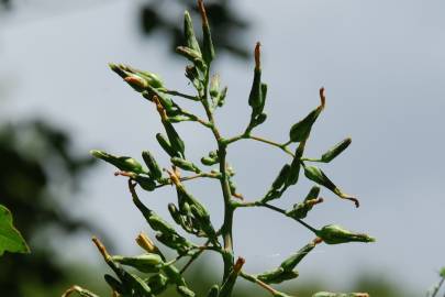 Fotografia da espécie Lactuca virosa