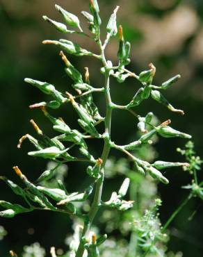 Fotografia 7 da espécie Lactuca virosa no Jardim Botânico UTAD