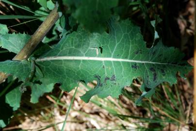 Fotografia da espécie Lactuca virosa