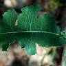 Fotografia 9 da espécie Lactuca virosa do Jardim Botânico UTAD