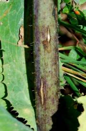Fotografia da espécie Lactuca virosa