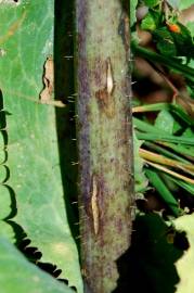 Fotografia da espécie Lactuca virosa