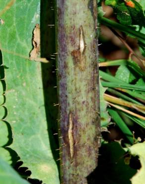 Fotografia 11 da espécie Lactuca virosa no Jardim Botânico UTAD