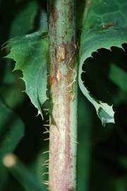 Fotografia da espécie Lactuca virosa