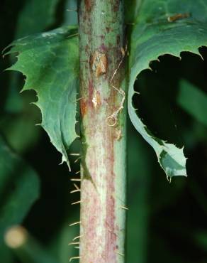 Fotografia 12 da espécie Lactuca virosa no Jardim Botânico UTAD