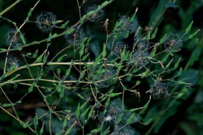 Fotografia da espécie Lactuca virosa