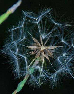 Fotografia 14 da espécie Lactuca virosa no Jardim Botânico UTAD