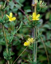 Fotografia da espécie Lactuca viminea