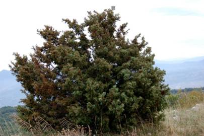 Fotografia da espécie Juniperus oxycedrus subesp. oxycedrus