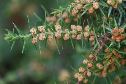 Fotografia da espécie Juniperus oxycedrus subesp. oxycedrus