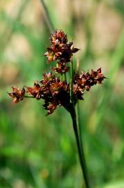 Fotografia da espécie Juncus fontanesii