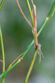 Fotografia da espécie Juncus fontanesii