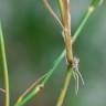 Fotografia 5 da espécie Juncus fontanesii do Jardim Botânico UTAD