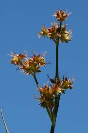 Fotografia da espécie Juncus fontanesii