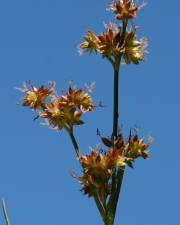 Fotografia da espécie Juncus fontanesii