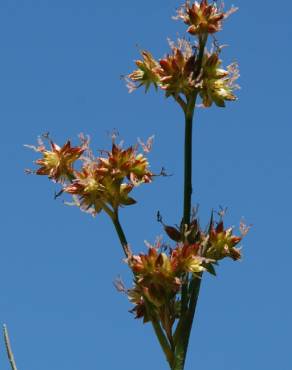 Fotografia 1 da espécie Juncus fontanesii no Jardim Botânico UTAD