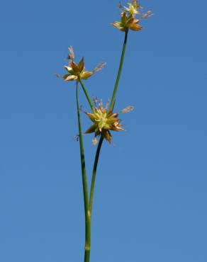 Fotografia 6 da espécie Juncus fontanesii no Jardim Botânico UTAD