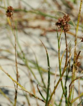 Fotografia 8 da espécie Juncus fontanesii no Jardim Botânico UTAD