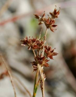 Fotografia 10 da espécie Juncus fontanesii no Jardim Botânico UTAD