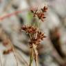 Fotografia 10 da espécie Juncus fontanesii do Jardim Botânico UTAD