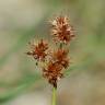 Fotografia 11 da espécie Juncus fontanesii do Jardim Botânico UTAD