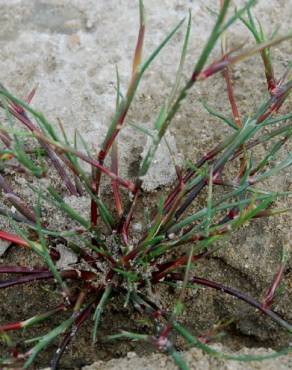 Fotografia 12 da espécie Juncus fontanesii no Jardim Botânico UTAD