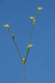 Fotografia da espécie Juncus bufonius