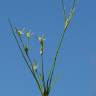 Fotografia 6 da espécie Juncus bufonius do Jardim Botânico UTAD