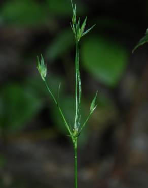 Fotografia 7 da espécie Juncus bufonius no Jardim Botânico UTAD