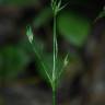 Fotografia 7 da espécie Juncus bufonius do Jardim Botânico UTAD