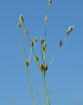 Fotografia 8 da espécie Juncus bufonius no Jardim Botânico UTAD